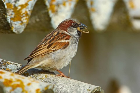House Sparrows (Passer domesticus), Andalusia, Spain, Europe
