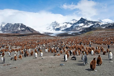 King penguin (Aptenodytes patagonicus) St Andrews Bay, South Georgia Island, Colony