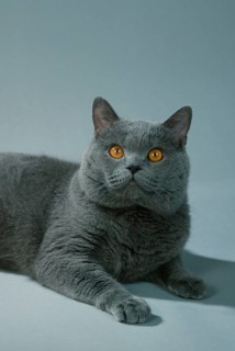 British Shorthair Cat, tomcat, blue, British Shorthair Cat, male, blue, Carthusian (Carthusian)