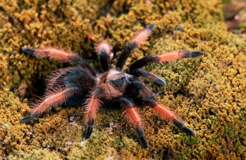 Mexican Red Legged red-legged tarantula (Brachypelma emilia)