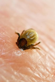Tick bitten into human skin, common Castor Bean Tick (Ixodes ricinus), tick bite