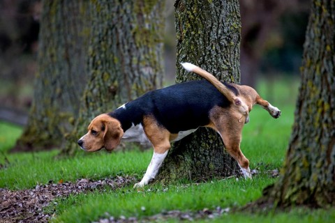 Beagle, Male, Urinating, Urinating, Urinating