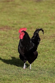 Cotentin cock, domestic chicken breed from Contentin, Normandy
