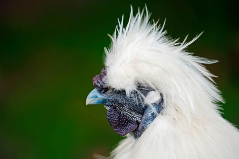 Silkie, Domestic fowl