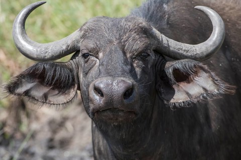 Affalo, africa, african, african buffalo, aggressive, animal, background, big, black, bovine,