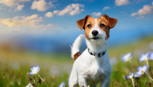 KI generated, animal, animals, mammal, mammals, a, single animal, Jack Russell Terrier, (Canis