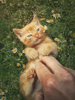 Man hand petting an orange kitten. Little ginger cat lying on his back among flowering chamomile,