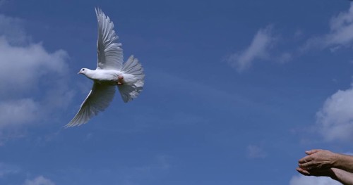 White Dove (Columba livia), Adult in flight, Taking off from Hands, Normandy in France
