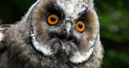 Long Eared Owl (asio otus), Portrait of Adult, Normandy in France