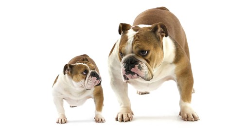 English Bulldog, Female against White Background