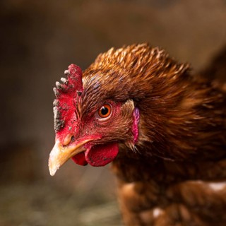 Close up beautiful chicken country lifestyle