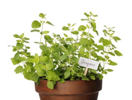 Potted Oregano herb with a sign