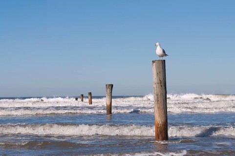 European herring gull (Larus argentatus) on a wooden pole, surf, North Sea, Norderney, East Frisian