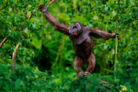 Sumatran orangutan, male (Pongo pygmaeus abelii), male