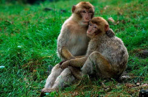 Barbary macaques (Macaca silvanus)