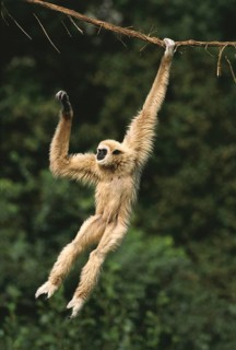 White-Handed Gibbon (hylobates lar), Adult Hanging from Liana