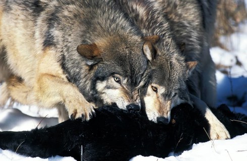 North American Grey Wolf (canis lupus occidentalis), Adults on a Kill, Canada, North America