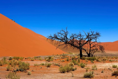 Dune 45, Sossulsvlei Dunes in Namib Desert, Namib Naukluft Park in Namibia