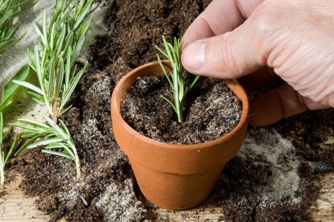Planting of rosemary (Rosmarinus officinalis), cuttings, rosemary cuttings, cultivation