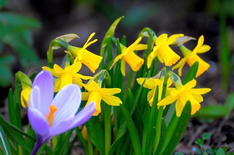Crocus with daffodils in the garden, yellow daffodil (Narcissus pseudonarcissus), daffodil,