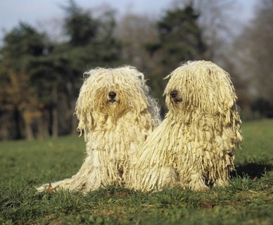 Hungarian Puli dog, adult sitting on grass