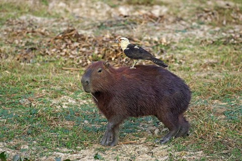 Capybara (hydrochoerus hydrochaeris) with yellow-headed caracara (milvago chimachima), the world's