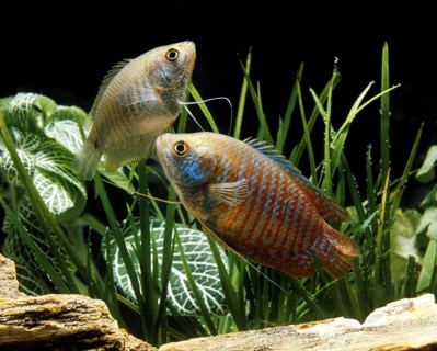 Dwarf gouramis (colisa lalia), Dwarf gouramis, Other Animals, Fish, Animals, Labyrinth Fish, Dwarf