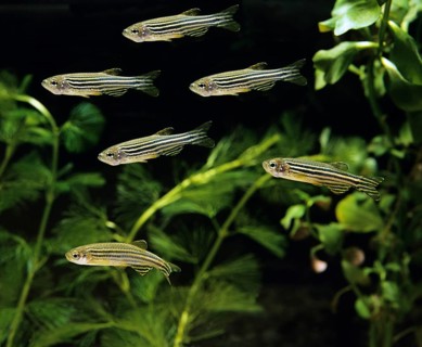 Zebrafish (brachydanio rerio) (Brachydanio rerio), Zebrafish, Animals, Other animals, Fishes,