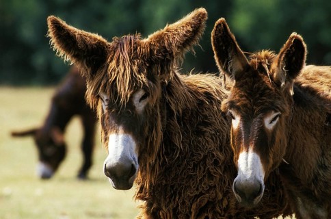 Poitou donkey or Baudet du Poitou, a French breed, adult portrait