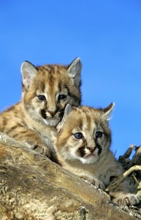 COUGAR (puma concolor), CUB ON STUMP, MONTANA