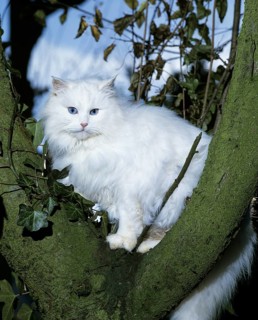 White Turkish Angora domestic cat, breed from Ankara in Turkey