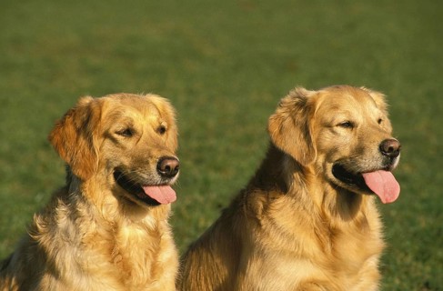 GOLDEN RETRIEVER, PORTRAIT OF ADULTS