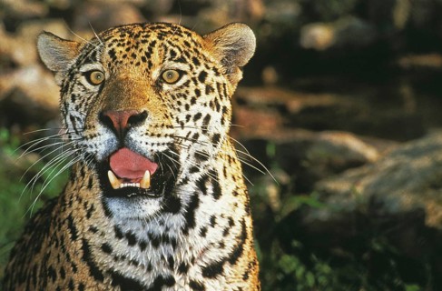 JAGUAR (panthera onca), PORTRAIT OF ADULT WITH OPEN MOUTH