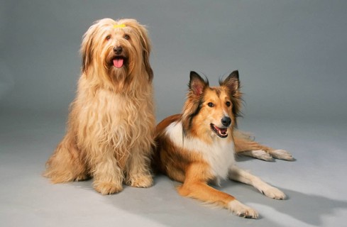 Rough collie and mixed breed dog