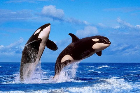 Killer whales (Orcinus orca)