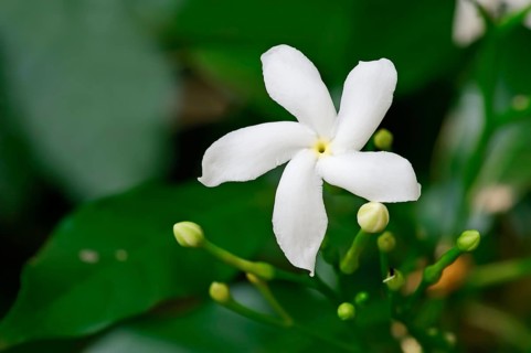 Crape Jasmine, Rajasthan, India (Tabernaemontana divaricata), Coffee Rose, Crape Gardenia, Paper