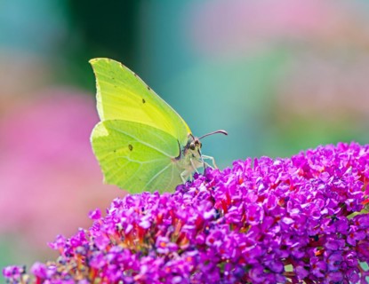Brimstone butterfly on the blossoms of a (buddleia) bush