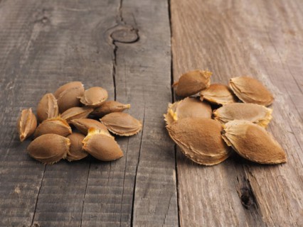 Seeds of sugar apricots on the left and ordinary apricots on the right