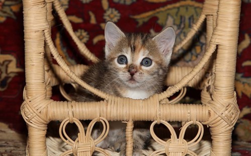 Young domestic cat running sitting in a raffia chair