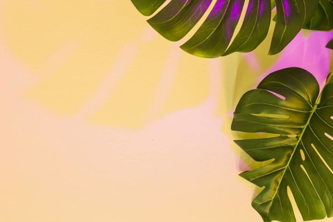 Yellow pink shadow monstera leaf beige backdrop