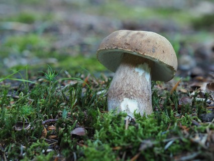 Summer cep (Boletus aestivalis)