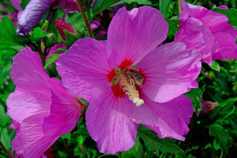 Rose of sharon (Hibiscus Syriacus) close-up