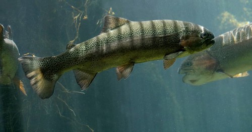 Rainbow Trout, salmo gairdneri, Fishes Swimming in a Freshwater Aquarium in France