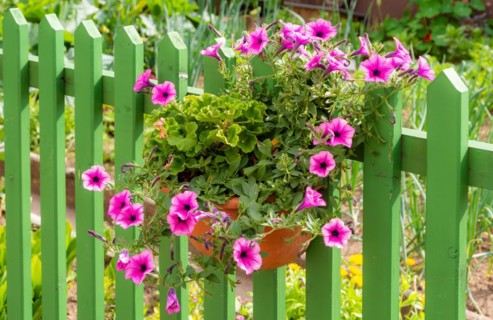 Petunia flower deco at a green wooden fence