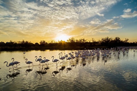 Greater Flamingos (Phoenicopterus roseus), Pont de Gau Ornithological Park, Camargue, France,