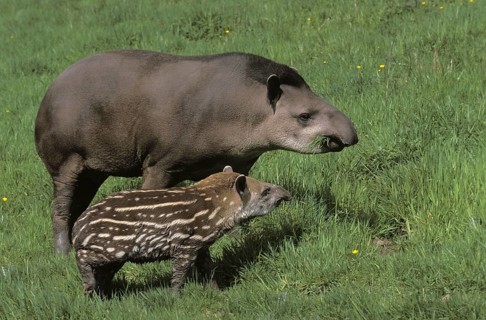 FEMALE AND YOUNG LOWLAND TAPIR (tapirus terrestris)