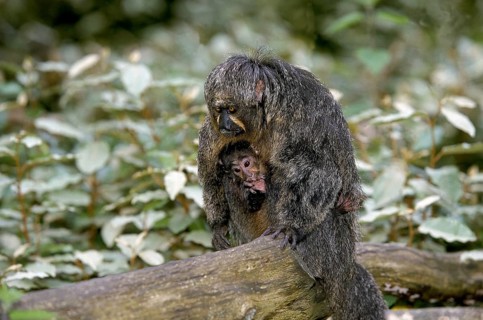 White-faced saki (pithecia pithecia), mother with young