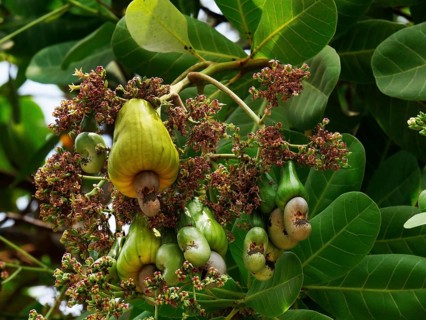 Cashew (anacardium occidentale) Nut, Fruits and Flowers, Cambodia, Asia
