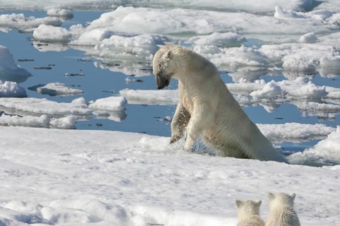Polar bear (Thalassarctos maritimus), female and cubs, chasing ringed seal (Phoca hispida),