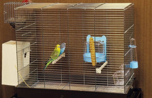BUDGERIGAR (melopsittacus undulatus) IN A CAGE